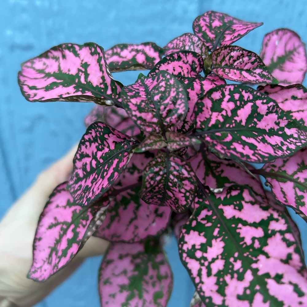 polka dot plant
